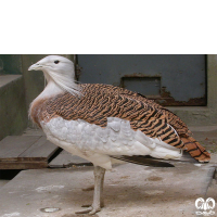 گونه میش مرغ Great Bustard